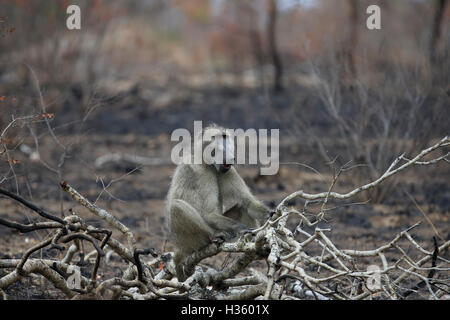 Chacma baboon, Papio hamadryas ursinus, male in fire damaged brush, Kruger National Park Stock Photo