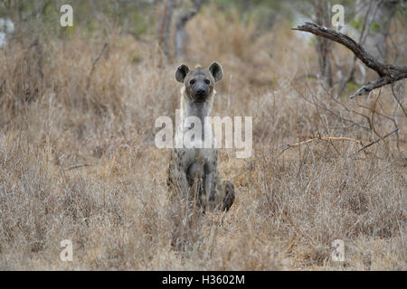 Hyena watching tourists in Kruger National Park, South Africa Stock Photo