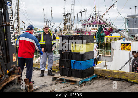 Unloading snow crab catch at Port de Grave Newfoundland and Labrador, Canada. Stock Photo