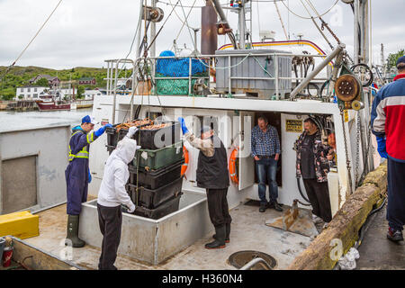 Unloading snow crab catch at Port de Grave Newfoundland and Labrador, Canada. Stock Photo