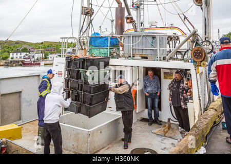 Unloading snow crab catch at Port de Grave Newfoundland and Labrador, Canada. Stock Photo