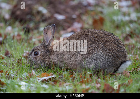 European Rabbit  ( Oryctolagus cuniculus ), adult, feeding on grass, wet, in hard weather conditions, late onset of winter. Stock Photo