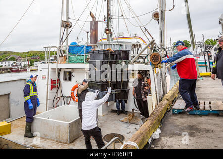 Unloading snow crab catch at Port de Grave Newfoundland and Labrador, Canada. Stock Photo