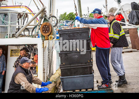 Unloading snow crab catch at Port de Grave Newfoundland and Labrador, Canada. Stock Photo