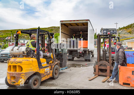 Unloading snow crab catch at Port de Grave Newfoundland and Labrador, Canada. Stock Photo