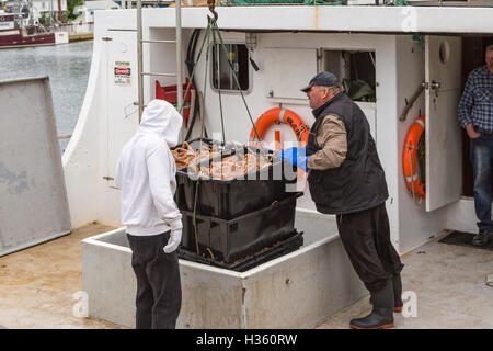 Unloading snow crab catch at Port de Grave Newfoundland and Labrador, Canada. Stock Photo