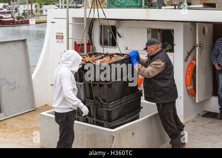 Unloading snow crab catch at Port de Grave Newfoundland and Labrador, Canada. Stock Photo