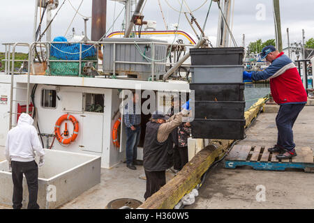 Unloading snow crab catch at Port de Grave Newfoundland and Labrador, Canada. Stock Photo