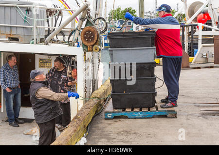 Unloading snow crab catch at Port de Grave Newfoundland and Labrador, Canada. Stock Photo