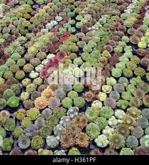 Sempervivum. Houseleek plants in pots for sale at the RHS Wisley autumn flower show, Surrey, UK Stock Photo