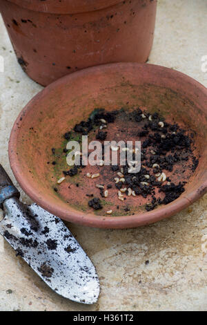 Collected Vine weevil larvae in a terracotta dish Stock Photo