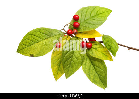 Autumn color in Cotoneaster leaves and berries isolated against white Stock Photo