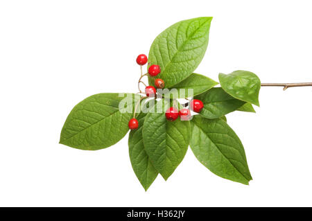 Cotoneaster leaves and ripe red berries isolated against white Stock Photo