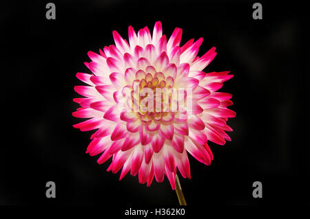 Crimson and white Dahlia flower isolated against a black background Stock Photo