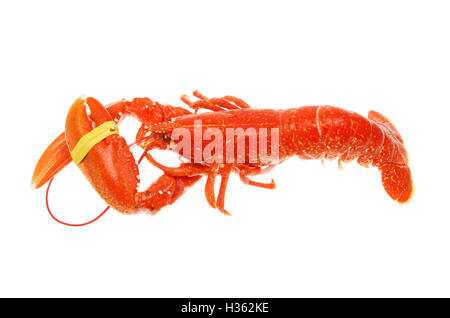 Whole cooked lobster isolated against white Stock Photo