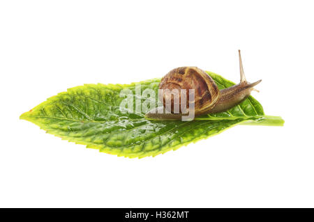 land snail, Helix aspersa, on a leaf isolated against white Stock Photo