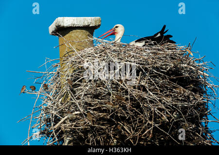 White stork  in the nest ,Camargue, France Stock Photo