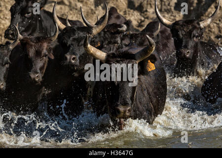 Camargue bulls running across water, aigues Mortes,Camargue, Gard, France Stock Photo