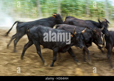 Camargue bulls running across water, aigues Mortes,Camargue, Gard, France Stock Photo