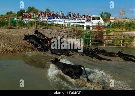 Camargue bulls running across water, aigues Mortes,Camargue, Gard, France Stock Photo