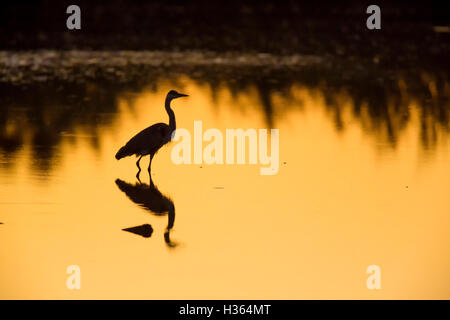 Grey Heron, Ardea cinerea, at sunrise, Bird Park Of Pont De Gau, Camargue, France Stock Photo