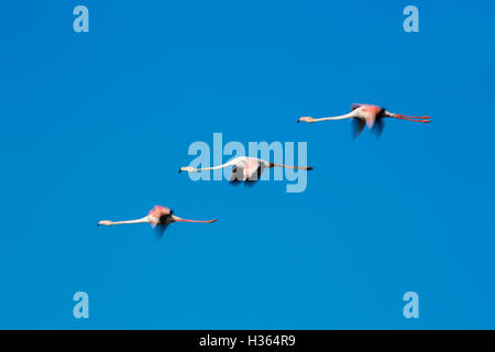 Greater Flamingos, Phoenicopterus roseus,Camargue, France Stock Photo