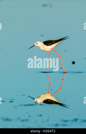 BLACK WINGED STILT, HIMANTOPUS HIMANTOPUS, CAMARGUE, FRANCE Stock Photo