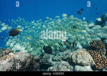 School of tropical fish convict tang, Acanthurus triostegus, underwater, feeding on the ocean floor, Pacific ocean Stock Photo