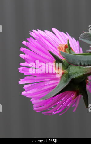 Close up of Ice plant or also known as Carpobrotus edulis  in full bloom - back view Stock Photo