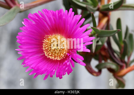 Close up of Ice plant or also known as Carpobrotus edulis  in full bloom Stock Photo