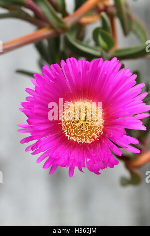 Close up of Ice plant or also known as Carpobrotus edulis  in full bloom Stock Photo