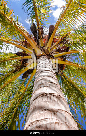 Palm tree viewed from below upwards high above