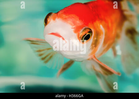 Closeup goldfish macro bright red orange colour big eyes Stock Photo