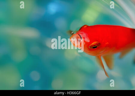 Closeup goldfish macro bright red orange colour mouth open Stock Photo