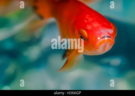 Closeup goldfish macro bright red orange colour Stock Photo