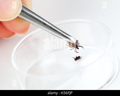 Ticks Stock Photo