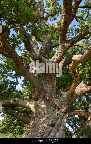 Centuries old English oak / pedunculate oak (Quercus robur) with thick branches in late summer / autumn Stock Photo