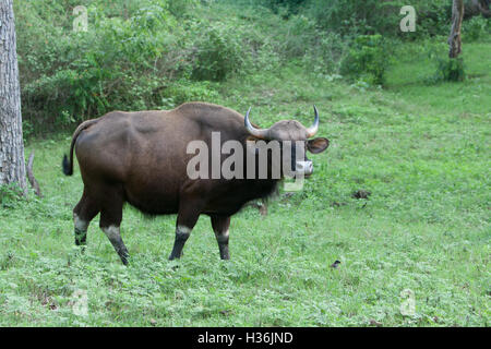 The gaur ( Bos gaurus), also called Indian bison, is the largest extant bovine at Nagarhole Tiger Reserve near Mysore Stock Photo