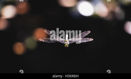 Dragonfly in flight Stock Photo