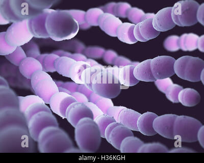 Streptococcus pneumoniae, or pneumococcus, is a gram-positive bacteria responsible for many types of pneumococcal infections. Stock Photo