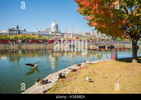 Canadian geese in front of Bonsecours Market in Montreal, Canada. Stock Photo