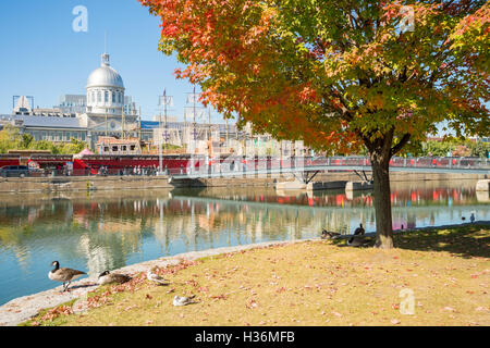 Canadian geese in front of Bonsecours Market in Montreal, Canada. Stock Photo