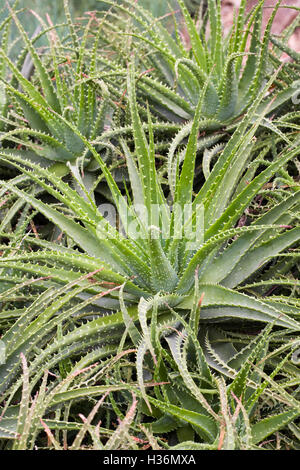 Aloe x spinosissima. Spider Aloe. Stock Photo