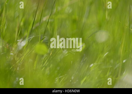 abstract photo of a meadow brown butterfly shot through grass in a wild flower meadow Stock Photo