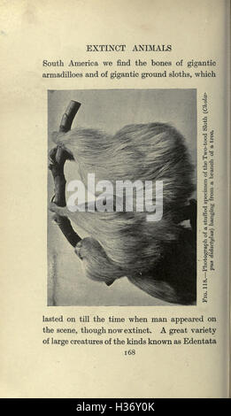 This page provides an overview of extinct animals, including their ...