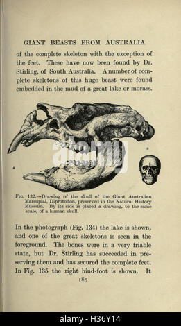 Map of extinct animals Stock Photo - Alamy