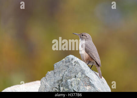 A Rock Wren perches on a rock. Vancouver, Canada. Stock Photo