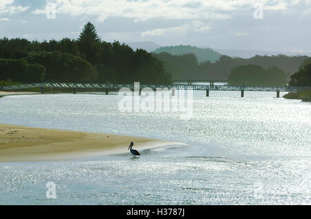 Lone Australian Pelican along Crooked River estuary, Gerroa, New South Wales, Australia Stock Photo