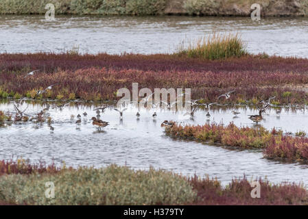 A mixed flock of mainly Dunlin with some Ringed Plovers on the lagoon at Two Tree Island, Essex Stock Photo
