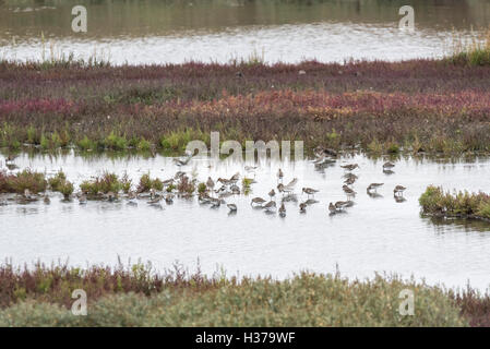 A mixed flock of Dunlin, Ringed Plovers and Curlew Sandpiper on the lagoon at Two Tree Island, Essex Stock Photo